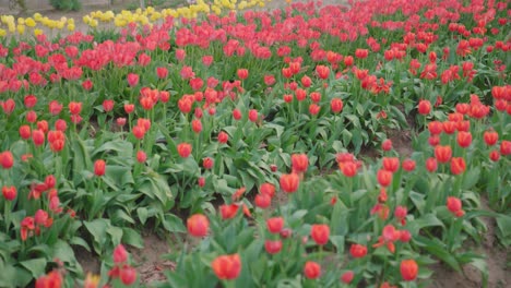 Tulipanes-Rojos-En-El-Campo,-Tiro-Medio-Deslizante