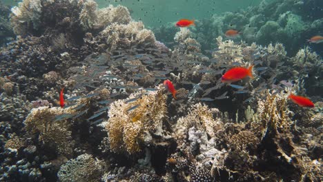 Group-of-fish-swimming-together-over-hard-coral-structure-in-4k