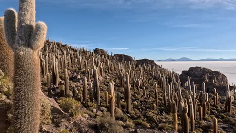 Panorámica-A-Través-De-Cactus-Espinosos-Y-Afilados-A-Lo-Largo-De-La-Ladera-De-Una-Colina-Sobre-Salinas