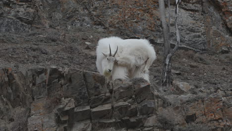 Bergziege-Auf-Rocky-Mountains-Kratzt-Sich-Bei-Juckreiz-Im-Yukon,-Kanada