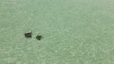 Eagle-rays-in-crystal-clear-waters-of-nylon-pool,-Tobago-in-the-Caribbean-aerial-view