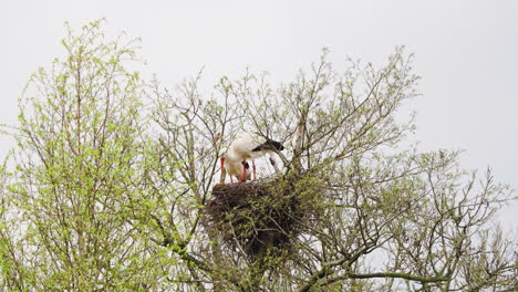 White-stork-couple-nesting-in-high-tree-crown-in-large-nest-in-spring