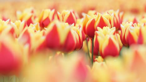 Collection-of-colourful-tulips-motion-in-gentle-breeze,-stems,-petals