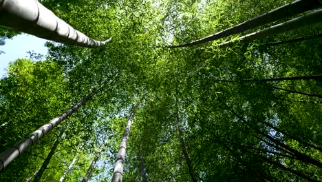 Looking-up-at-beautiful-dense-bamboo-forest-in-slow-motion