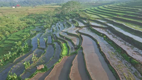 Morning-drone-view-on-tropical-rice-field