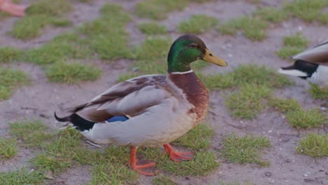 a-couple-of-mallards-ducks-birds-animals-straying-on-the-ground-in-atural-cinematic-style