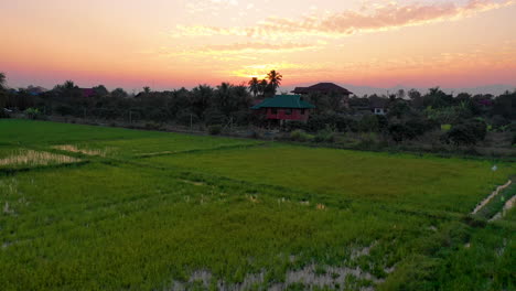 Luftaufnahmen-Fliegen-über-Reisfelder-In-Richtung-Sonnenuntergang-Im-Ländlichen-Thailand