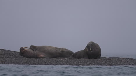 Pareja-De-Morsas-Tumbada-Y-Relajándose-En-La-Playa-Junto-Al-Agua-Fría-Del-Mar,-Cámara-Lenta