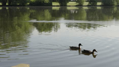 Female-Mallard-Ducks-Swimming-on-Calm-Lake-in-Early-Morning