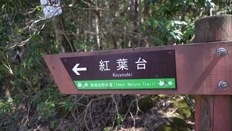 Wald-Der-Selbstmorde,-Aokigahara,-Fuji,-Japan