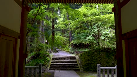 Empuje-Cinematográfico-Lento-A-Través-De-La-Puerta-Del-Santuario-Japonés-En-Un-Exuberante-Bosque-Verde