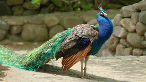 Blue-Indian-Peafowl-Peacock-Bird-Preening-Feathers-in-Indian-Folk-Village