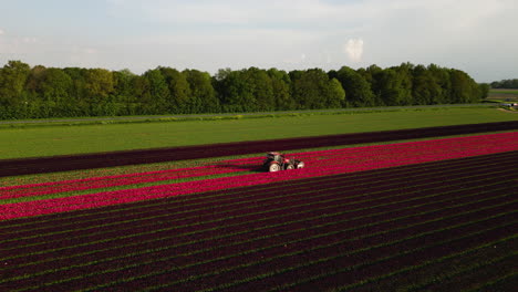 Farming-vehicle-driving-in-blooming-red-field-of-tulips,-aerial-fly-away-view