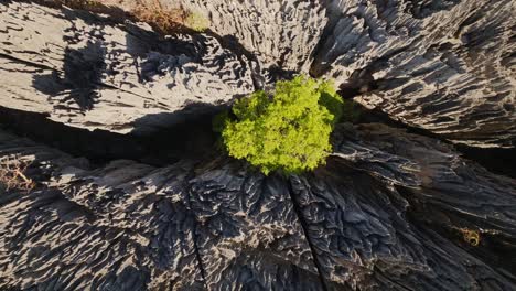 Vista-Aérea-De-Gran-Angular-De-Arriba-Hacia-Abajo-árboles-Verdes-En-Big-Tsingy-De-Bemaraha---Hermosa-Formación-Rocosa-En-El-Parque-Nacional-De-Madagascar