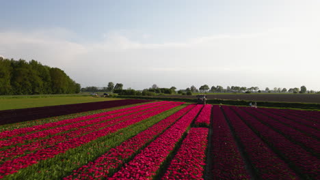 Rote-Tulpen-Wachsen-In-Perfekten-Linien,-Luftaufnahme-Einer-Drohne