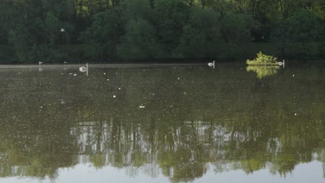 Swans-and-Birds-Flying-on-Reflective-Lake-at-Sunrise-with-Trees-Background