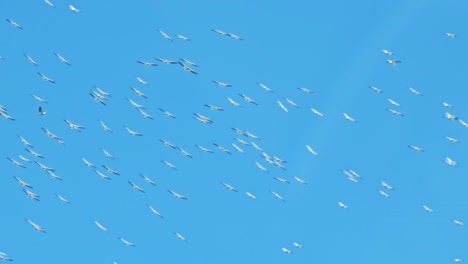 Eine-Große-Anzahl-Von-Vögeln-Ist-Zu-Sehen,-Die-Gemeinsam-Migrieren-Und-In-Synchronisierten-Formationen-Unter-Einem-Klaren-Blauen-Himmel-Fliegen-Und-Ein-Faszinierendes-Naturphänomen-Darstellen