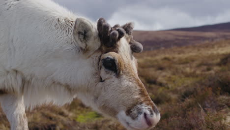 Extreme-close-up-of-Reindeer-walking-past,-growing-new-antlers