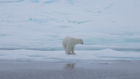 Lonely-Polar-Bear-on-Ice-by-Arctic-Sea-With-Bird-Flying-By,-Slow-Motion