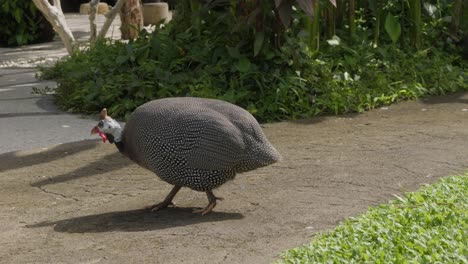 Helmeted-guineafowl-with-its-distinctive-speckled-plumage-and-vibrant-red-wattle-walks-across-a-footpath