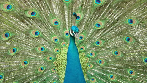 Pájaro-Pavo-Real-Extendiendo-Plumas-De-Cola-Con-Plumaje-Colorido-En-El-Parque-Zoológico
