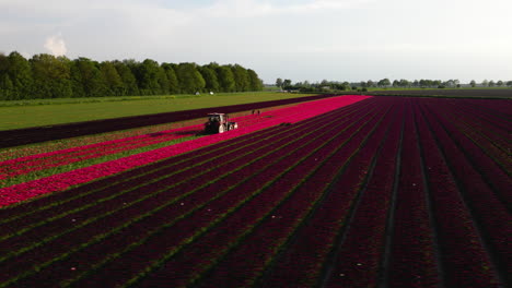 Tractor-working-in-field-of-red-tulips,-aerial-orbiting-view