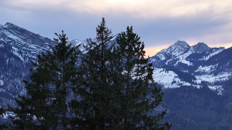 Puesta-De-Sol-Detrás-De-Los-Picos-Nevados-De-Los-Alpes-Suizos,-Con-Pinos-En-Primer-Plano