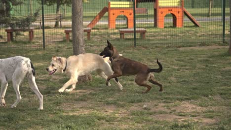 Dog-Resting,-Playing,-Running-in-the-park