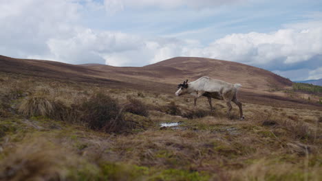 Rentiere-Wandern-Auf-Einen-Berg-In-Den-Cairngorms,-Bergkulisse