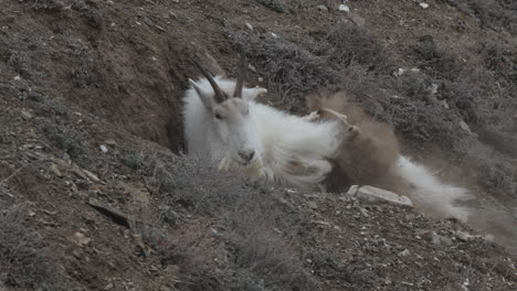 Mountain-Goat-Lying-On-Slope-In-Yukon-Territory,-Canada