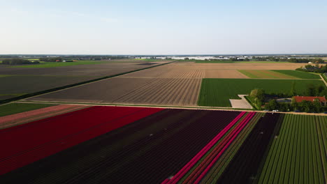 Interminables-Y-Coloridos-Campos-De-Tulipanes-En-Los-Países-Bajos,-Vista-Aérea-De-Drones