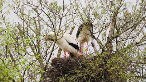 Couple-of-white-storks-building-nest-in-tree-crown-from-branches