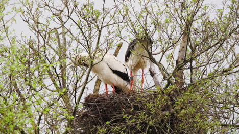 Paar-Weißstörche-Bauen-Nest-In-Baumkrone-Aus-Ästen