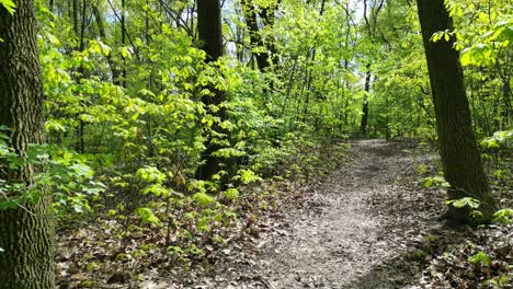 Exploración-Forestal-Durante-Un-Hermoso-Día-De-Verano-Con-Exuberante-Vegetación,-Hierba,-Hojas-Y-árboles