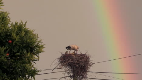 Stork-sheltering-its-young-from-the-rain,-in-the-nest-on-top-of-a-wooden-electric-post,-with-a-rainbow-in-the-background
