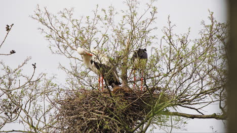 White-stork-couple-building-nest-with-twigs-in-tree-crown-in-spring