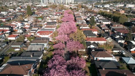 Drone-shot-revealing-Vancouver-suburban-area-and-Burnaby-North-with-cherry-blossom-in-the-foreground-during-spring,-british-columbia,-canada