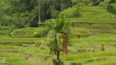 A-lone-palm-tree-standing-amidst-the-lush-Tegallalang-rice-terraces-in-Bali,-Indonesia