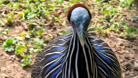 Primer-Plano-De-Gallina-De-Guinea-Vulturina-Que-Muestra-Plumas-Azules-Y-Negras-únicas