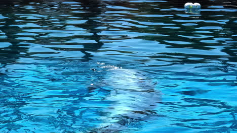 Dolphin-Swimming-in-a-Blue-Pool,-Diving-Underwater-Backwards,-Slow-Motion-Shot