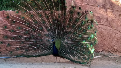 Close-up-shot-of-blue-peacock-fanning-its-tail-in-an-enclosure-in-Attica-zoological-park,-Athens,-Greece-at-daytime