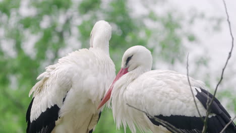 Cigüeña-Blanca-Occidental-Pareja-De-Pájaros-Acicalándose-Plumas-Descansando-En-Un-Nido-En-El-árbol