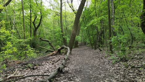 Spaziergang-Durch-Einen-Ruhigen-Grünen-Wald-An-Einem-Schönen-Sommertag-Mit-üppigem-Grün,-Gras,-Blättern-Und-Bäumen