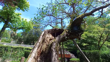 An-old-tree-with-its-trunk-eaten-away-remains-standing-with-green-foliage