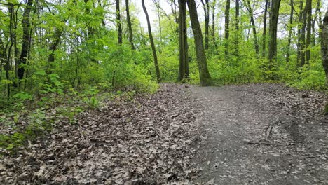 Fliegender-Grüner-Wald-An-Einem-Schönen-Sommertag-Mit-üppigem-Grün,-Gras-Und-Bäumen