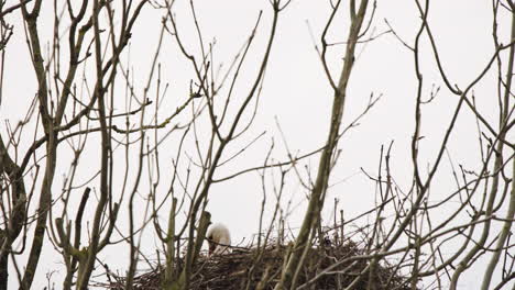 Weißstorch-Baut-Nest-Und-Nistet-Darin-In-Blattlosen-Baumkronen