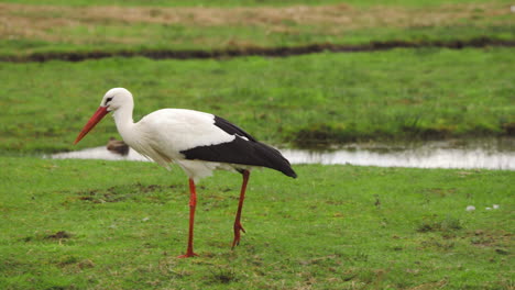 White-stork-striding-in-green-grassy-river-pasture,-grazing-with-beak