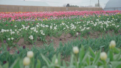 Campo-De-Tulipanes-Con-Flores-En-Flor,-Control-Deslizante-De-Establecimiento