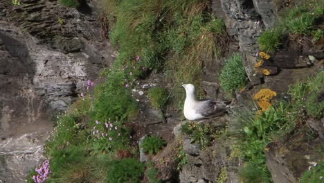 Fulmar,-Fulmarus-glacialis,-perched-on-nesting-cliff-by-the-sea-in-Spring