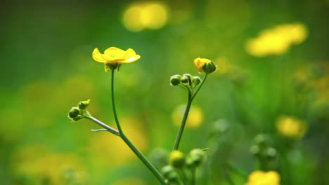 Gelbe-Blume-In-Einem-Feld-Mit-Gelben-Blumen